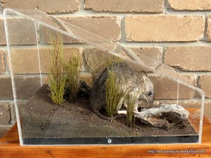Bandicoot specimen