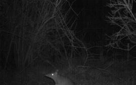 Long-nosed Bandicoot - Flowerdale