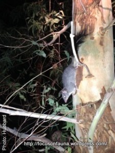 Brush-tailed Phascogale