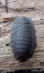 Bark Cockroach