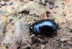 Black Woodland Cockroach