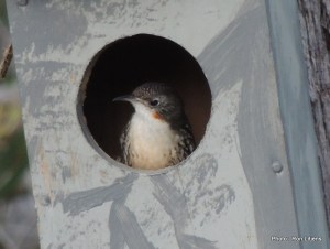 Female Treecreeper - note ochre neck spot