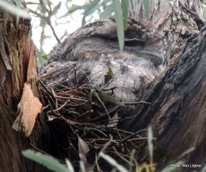 Tawny Frogmouth