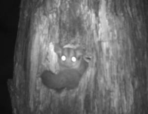 Still need that extension