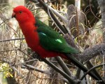 King Parrot