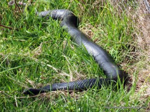 Red-bellied Black Snake