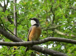 Rufous Whistler