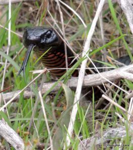 Finger lickin' good (if I had any)