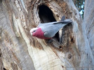 Galah