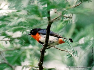 Mistletoebird 4