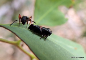 Ant tending treehopper