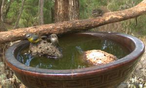 eastern yellow robin IMG_0922
