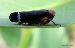 Eurymelessa moruyana?