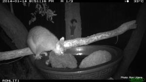 Brush-tailed Phascogale waiting for a Brush-tailed Possum to finish.