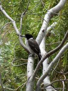 Adult Grey Butcherbird