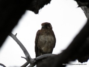 Brown Falcon, Fairview Rd, Kerrisdale