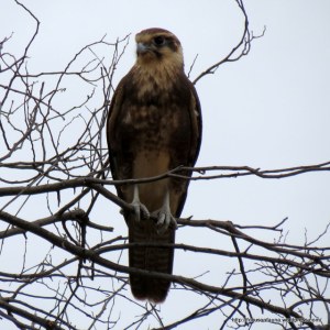 Brown Falcon, Murchison Spur Rd, Strath Creek