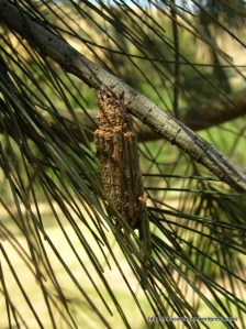Case moth on sheoak