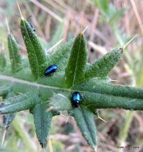 Black or blue? - depends on the viewing angle