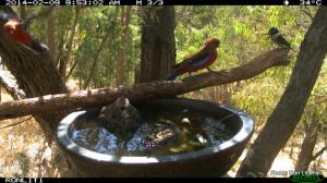 Trash-talking with the Rosellas