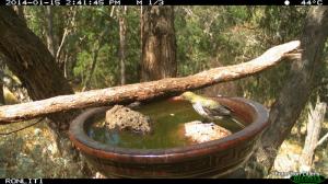 olive backed oriole IMG_1138