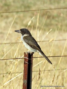 Young Grey Butcherbird