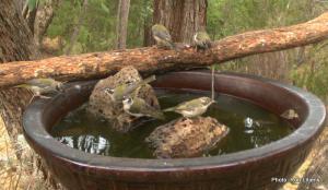 brown headed honeyeater IMG_0972