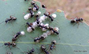 Ants tending Sugar Lerps (Glycaspis sp.)