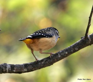 Spotted Pardalote looking for a lerp