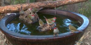 red browed finch IMG_0343