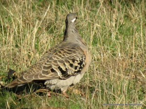 Common Bronzewing 2