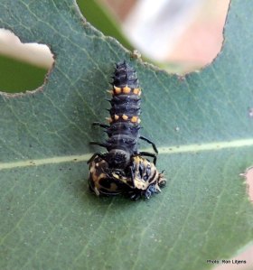 Larval Common Spotted Ladybird (Harmonia conformis) eating a ladybird pupa