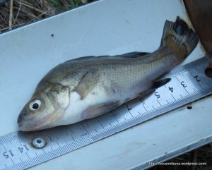 Macquarie Perch