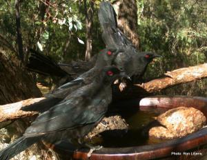 white winged chough IMG_0674