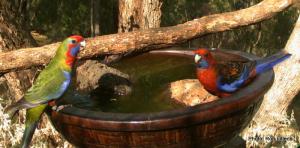 crimson rosella IMG_1639