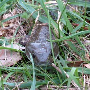 Tiger Snake head