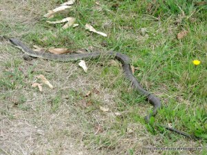 Tiger Snake