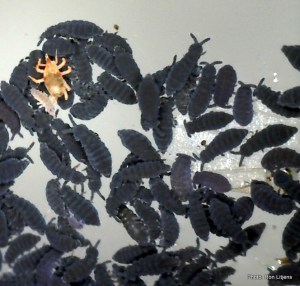 Springtails and their mitey friend