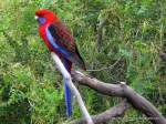 Crimson Rosella (2)