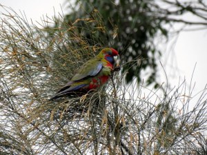 Crimson Rosella