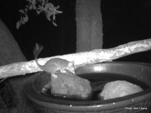 Stumpy looking for a retail store