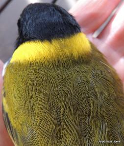 Beautiful plumage (not a Norwegian Blue)