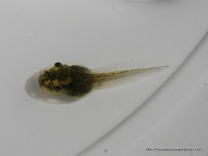 Tadpole 1