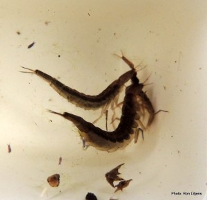 And then there were two!