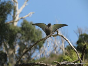 Dusky Woodswallow 1
