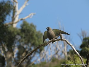 Dusky Woodswallow 2