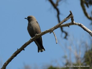 Dusky Woodswallow 4