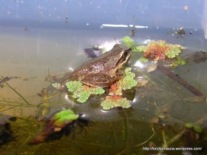 11th October - tail shrinking