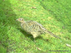 Common Pheasant
