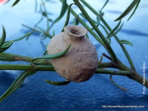Potter wasp nest